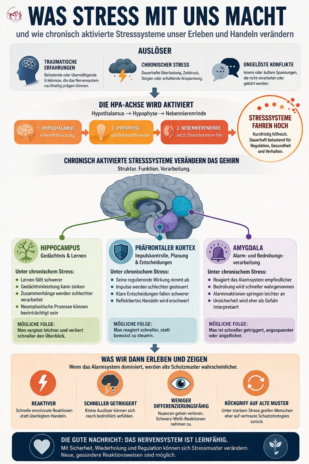 Wenn das Nervensystem schneller ist als der Vorsatz — über Stress, Amygdala und echte Veränderung